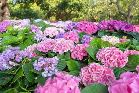 8 Simple Solutions for Managing Garden Waterlogging During the Monsoon