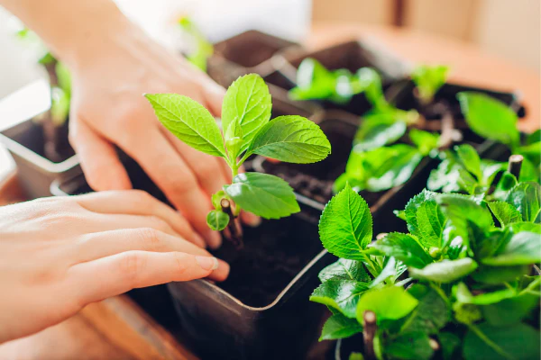 10 Natural Ways to Help Your Plants Grow Bigger and Faster