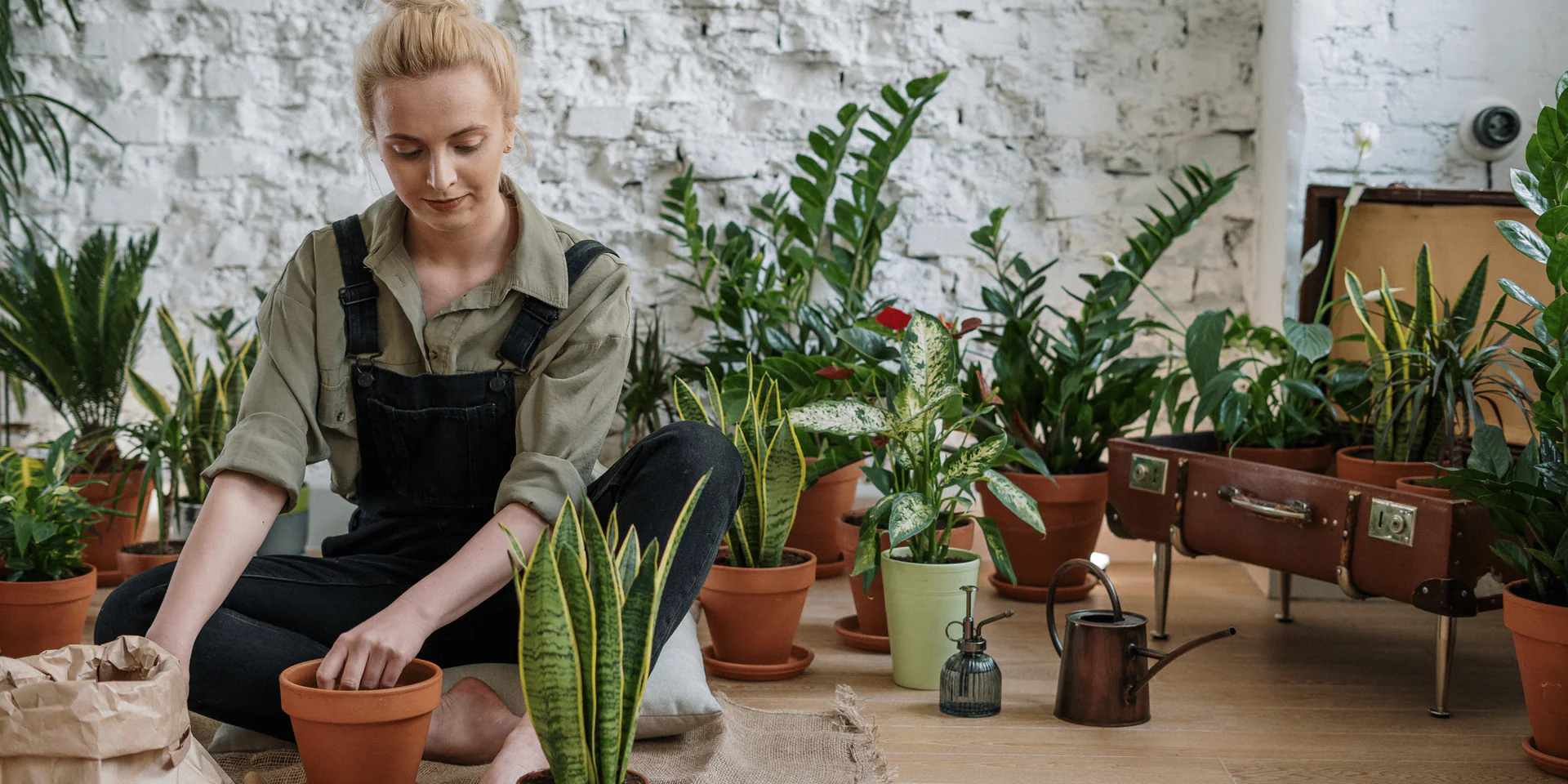 Houseplants are a wonderful addition to any home, providing a sense of freshness and tranquility to your living space. To ensure that your houseplants grow and thrive, it is essential to take care of their soil. Tilling soil is one of the most effective ways to maintain healthy soil for your houseplants. Tilling soil is a process of loosening and breaking up compacted soil to improve its texture and drainage. This is important for houseplants because the soil in containers can easily become compacted over time due to the lack of natural soil-dwelling organisms that help to keep soil loose and aerated. Compacted soil can impede root growth and prevent proper drainage, leading to root rot, nutrient deficiencies, and other issues that can harm your houseplants. There are several benefits to tilling soil for your houseplants. Here are a few key reasons why you should make this a regular practice: Get your tool for tilling soil here 1. Improved Aeration When soil becomes compacted, it can limit the amount of air that can circulate through the soil. This can cause root suffocation and prevent the uptake of essential nutrients, leading to stunted growth and other health problems for your houseplants. Tilling soil can improve aeration by breaking up compacted soil and creating pockets of air, which allows roots to grow and expand more freely. 2. Enhanced Drainage Compacted soil can also limit water drainage, which can cause water to pool in the soil and suffocate roots. Tilling soil can help to create channels for water to drain more easily, which helps to prevent waterlogging and promote healthy root growth. 3. Better Nutrient Uptake Healthy soil is essential for proper nutrient uptake by your houseplants. When soil is compacted, nutrients can become trapped and unavailable for plant roots to absorb. Tilling soil can improve nutrient availability by breaking up compacted soil and making nutrients more accessible to plant roots. 4. Pest Control Tilling soil can also help to prevent pest infestations in your houseplants. Some pests, such as fungus gnats, thrive in moist, compacted soil. Tilling soil can help to dry out the soil and make it less hospitable for these pests to lay their eggs and breed. In summary, tilling soil is an essential practice for maintaining healthy soil and promoting the growth and well-being of your houseplants. By improving aeration, drainage, nutrient uptake, and pest control, tilling soil can help to keep your houseplants thriving and looking their best. Make sure to incorporate this practice into your regular plant care routine to keep your houseplants healthy and happy.