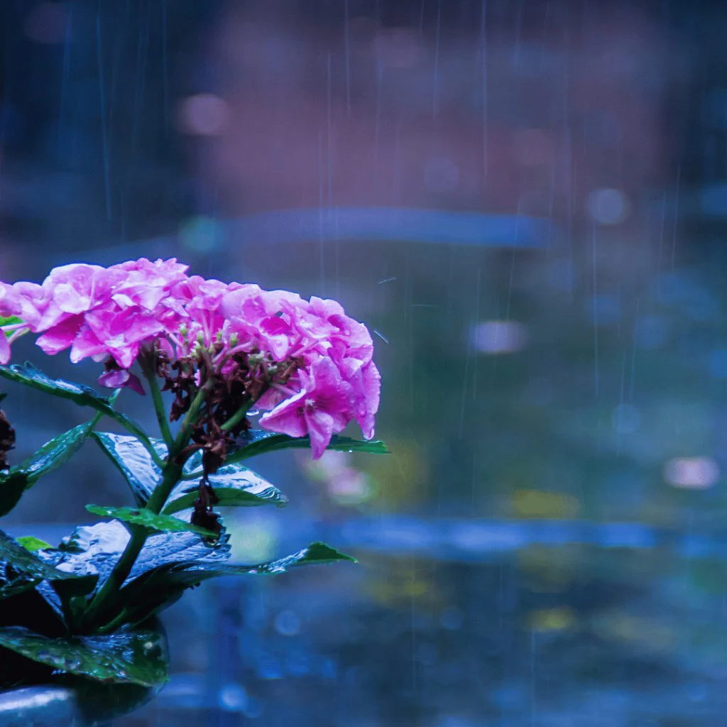 8 Simple Solutions for Managing Garden Waterlogging During the Monsoon